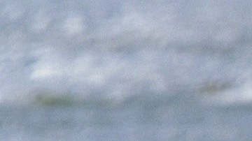 March of the Penguins