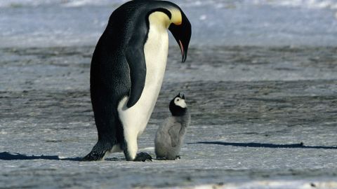 March of the Penguins