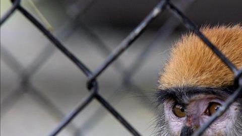 mono rhesus