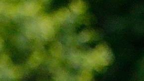 American Pharoah recibe un baño luego de la práctica matutina de ayer. Hoy es la gran prueba de Belmont Stakes. /GETTY IMAGES