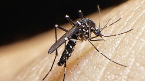 virus zika