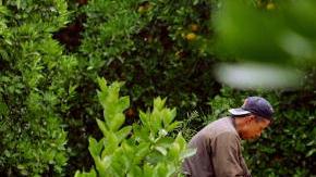 Trabajadores agricolas