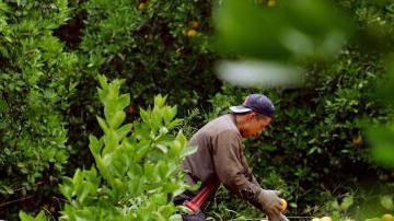 Trabajadores agricolas