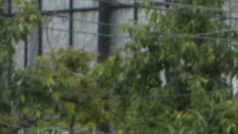 MILES MARCHAN CONTRA CORRUPCIÓN EN HONDURAS Y EN APOYO A PRESIDENTE HERNÁNDEZ