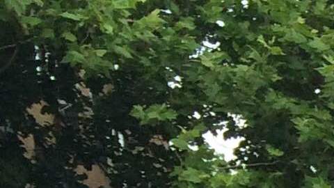 El concejal Jimmy Van Bramer anuncia las mejores al corredor de la calle 21 en Astoria, Queens.