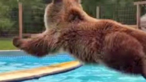 oso surf