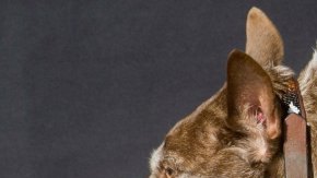 quasi modo ugliest dog