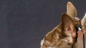 quasi modo ugliest dog