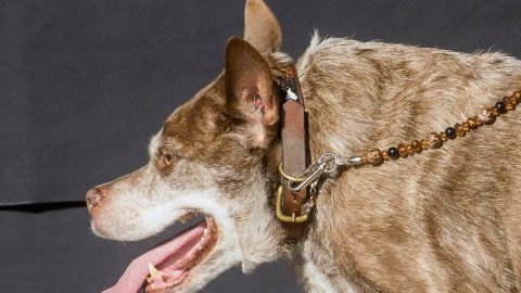 quasi modo ugliest dog