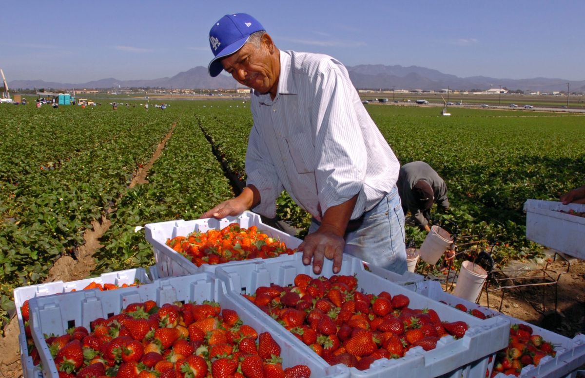 Casi 3 millones de trabajadores agrícolas cultivan los campos que dan de comer a la nación entera. /EFE