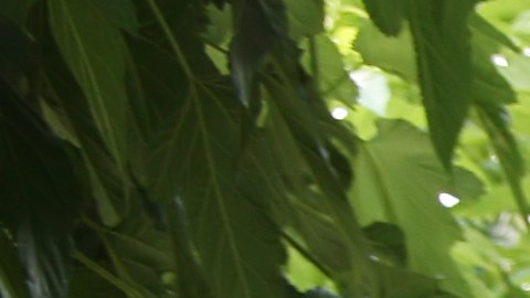 shutterstock_15277876