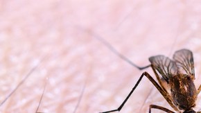 mosquitos trasgenicos