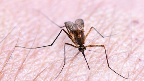 mosquitos trasgenicos