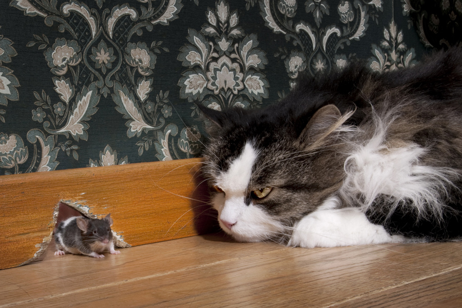 La interacción entre gatos y ratones ha sido un tema frecuente en historias infantiles y animaciones.