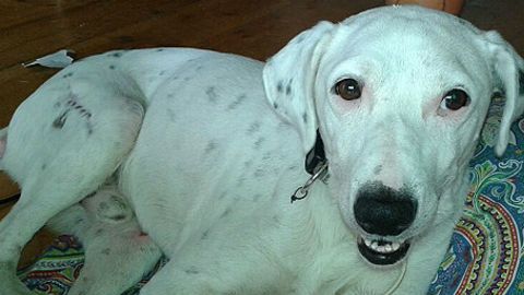 perro fred