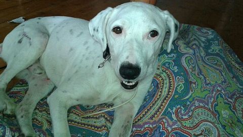 perro fred