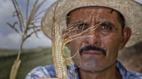 Los campesinos han perdido sus cultivos de maíz y frijol por la falta de agua.
