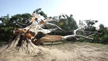Los vientos de Santa Ana han llegado al Sur de California derribando árboles, postes y semáforos, además de dañar viviendas.