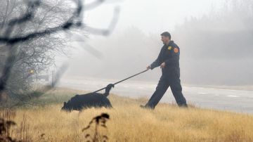 Un agente policial del condado de Suffok rastrea una zona boscosa de Long Island -con la ayuda de un perro especialmente adiestrado- en busca de restos pertenecientes a una prostituta de Nueva Jersey desaparecida en esa zona.