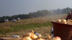 Trabajadores hispanos recogen cebollas en una granja de Lyons, en el estado de Georgia.