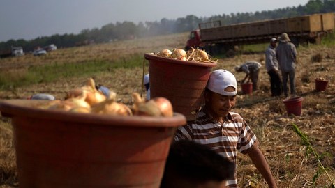 Trabajadores hispanos recogen cebollas en una granja de Lyons, en el estado de Georgia.