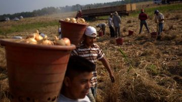 Trabajadores hispanos recogen cebollas en una granja de Lyons, en el estado de Georgia.