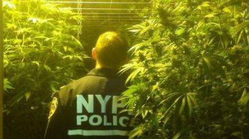 Un teniente del departamento de Drogas de la NYPD Bronx permanece entre cientos de plantas de marihuana descubiertas por investigadores en el 610 de la Avenida Morris Park en el Recinto 49.