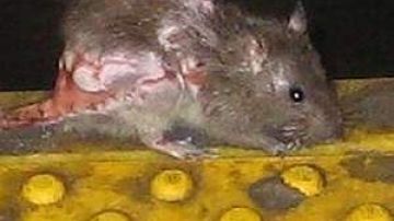 La foto del ganador Michael Spivack, muestra a una horrible rata que parece estar herida o enferma.