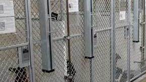 Cuatro de los seis albergues de la ciudad no realizan inventario de las mascotas bajo su resguardo.