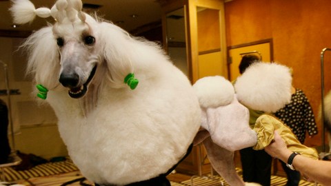 Bert es cuidada con esmero en el spa para perros del Hotel Pennsylvania en Nueva York.