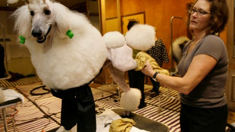 Bert es cuidada con esmero en el spa para perros del Hotel Pennsylvania en Nueva York.