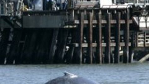El lomo de una ballena sale a la superficie cerca de un puerto en California, durante la migración anual de estos animales hacia Alaska.
