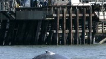 El lomo de una ballena sale a la superficie cerca de un puerto en California, durante la migración anual de estos animales hacia Alaska.