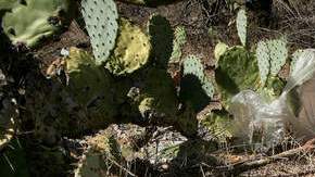 A pesar de la gran cantidad de deportados guatemaltecos, las cifras muestran que muchos todavía cruzan por el desierto.