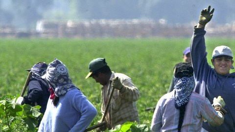 Los trabajadores del campo se verán  beneficiados, junto a pescadores, niñeras y pastores, de un vacío legal en la ley migratoria SB20, en vigor en Carolina del Sur.