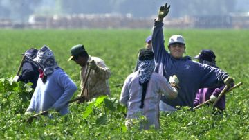 Los trabajadores del campo se verán  beneficiados, junto a pescadores, niñeras y pastores, de un vacío legal en la ley migratoria SB20, en vigor en Carolina del Sur.