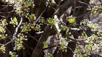 El árbol de pera milagrosamente sobrevivió a toda la destrucción tras los ataques a las Torres Gemelas en el 2001.