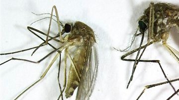 A la izquierda el Culex pipiens, el mosquito que transmite el virus del Nilo Occidental. A la derecha el Aedes vexans, que sólo causa algunas molestias.