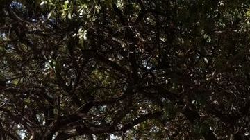 Mexicanos de todas partes del país se mantienen a las afueras del Colegio Miraflores con la esperanza de ver al Santo Padre.