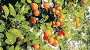 El riego debe hacerse muy temprano o al atardecer.