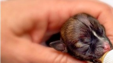 La fundación informó que Beyonce estará lista para adopción en unas dos semanas.