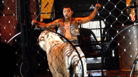 Michael "Chino" Ramos, domador profesional del Circo Universoul, en plena acción frente a tigres de bengala.