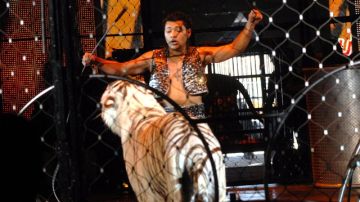 Michael "Chino" Ramos, domador profesional del Circo  Universoul, en plena acción frente a tigres de bengala.