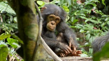 La pelicula  muestra aspectos de la vida diaria de los chimpancés y sigue los pasos del recién nacido 'Oscar' en su búsqueda por encontrar una familia.
