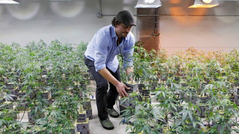 Según las leyes federales en el año 1996 California se convirtió en el primer estado en legalizar la marihuana con fines medicinales.