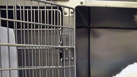 Meow murió a causa de su sobrepeso.