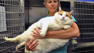 Meow murió a causa de su sobrepeso.