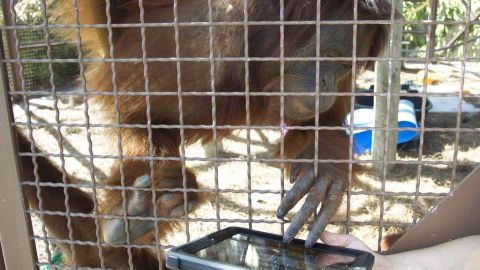 Un orangután usa una iPad en Jungle Island en Miami.