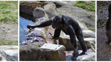 El chimpancé Santino ha sorprendido a sus cuidadores del zoo sueco de Furuvik por las artimañas empleadas para preparar unas piedras y esconderlas antes de arrojarlas contra los visitantes del zoológico.