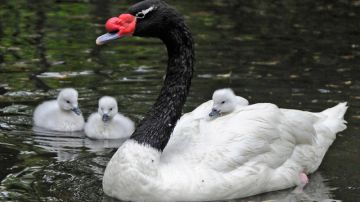 Estos pequeños cisnes de cuello negro o cygnets nacieron recientemente y los puede encontrar en el  Heart Lake, un hábitat para varias especies de aves acuáticas que está situado en el lado occidental del parque zoológico.